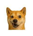 犬の変顔（個別スタンプ：13）