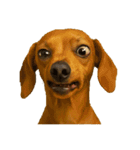 犬の変顔（個別スタンプ：14）