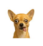 犬の変顔（個別スタンプ：15）