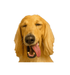 犬の変顔（個別スタンプ：18）