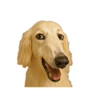 犬の変顔（個別スタンプ：19）