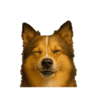 犬の変顔（個別スタンプ：20）