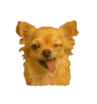 犬の変顔（個別スタンプ：21）