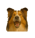 犬の変顔（個別スタンプ：25）
