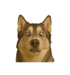 犬の変顔（個別スタンプ：26）