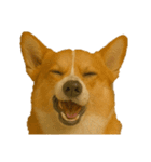 犬の変顔（個別スタンプ：28）