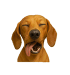 犬の変顔（個別スタンプ：30）