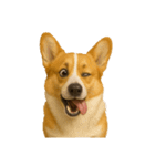 犬の変顔（個別スタンプ：34）