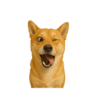 犬の変顔（個別スタンプ：37）