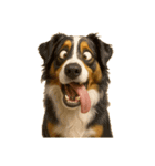 犬の変顔（個別スタンプ：40）