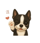 ワンだふる｜ボストンテリア【台湾語】（個別スタンプ：9）