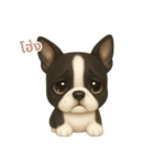 ワンだふる｜ボストンテリア【タイ語】（個別スタンプ：10）
