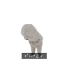 ْ いぬ（個別スタンプ：10）