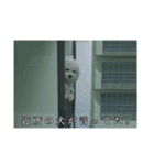 ْ いぬ（個別スタンプ：21）