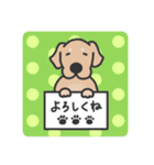 ゴールデンレトリバー くま3（イラスト）（個別スタンプ：8）