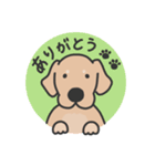 ゴールデンレトリバー くま3（イラスト）（個別スタンプ：13）