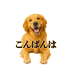 ゴールデンレトリバー☆必ず使う！敬語集（個別スタンプ：3）