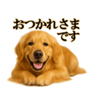 ゴールデンレトリバー☆必ず使う！敬語集（個別スタンプ：4）