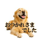 ゴールデンレトリバー☆必ず使う！敬語集（個別スタンプ：5）