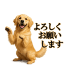 ゴールデンレトリバー☆必ず使う！敬語集（個別スタンプ：6）