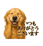 ゴールデンレトリバー☆必ず使う！敬語集（個別スタンプ：8）
