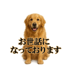 ゴールデンレトリバー☆必ず使う！敬語集（個別スタンプ：9）