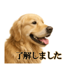 ゴールデンレトリバー☆必ず使う！敬語集（個別スタンプ：10）
