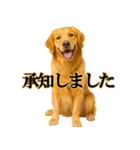ゴールデンレトリバー☆必ず使う！敬語集（個別スタンプ：11）