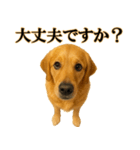 ゴールデンレトリバー☆必ず使う！敬語集（個別スタンプ：12）