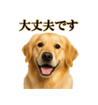 ゴールデンレトリバー☆必ず使う！敬語集（個別スタンプ：13）
