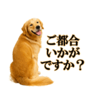 ゴールデンレトリバー☆必ず使う！敬語集（個別スタンプ：14）