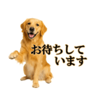 ゴールデンレトリバー☆必ず使う！敬語集（個別スタンプ：15）