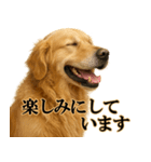 ゴールデンレトリバー☆必ず使う！敬語集（個別スタンプ：16）