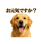 ゴールデンレトリバー☆必ず使う！敬語集（個別スタンプ：20）