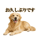 ゴールデンレトリバー☆必ず使う！敬語集（個別スタンプ：21）