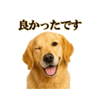 ゴールデンレトリバー☆必ず使う！敬語集（個別スタンプ：26）