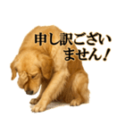 ゴールデンレトリバー☆必ず使う！敬語集（個別スタンプ：28）