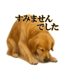 ゴールデンレトリバー☆必ず使う！敬語集（個別スタンプ：29）