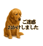 ゴールデンレトリバー☆必ず使う！敬語集（個別スタンプ：30）