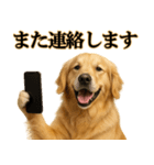 ゴールデンレトリバー☆必ず使う！敬語集（個別スタンプ：31）