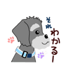 ずーっと使える シュナウザー♪（個別スタンプ：10）