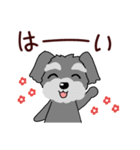 ずーっと使える シュナウザー♪（個別スタンプ：13）