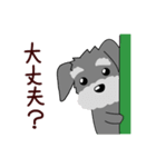 ずーっと使える シュナウザー♪（個別スタンプ：14）