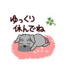 ずーっと使える シュナウザー♪（個別スタンプ：23）