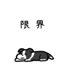 いつでも使えるボーダーコリー（白黒）（個別スタンプ：8）
