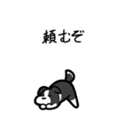 いつでも使えるボーダーコリー（白黒）（個別スタンプ：16）