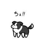 いつでも使えるボーダーコリー（白黒）（個別スタンプ：33）