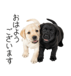 毎日使える！夏のラブラドール＆黒ラブ（個別スタンプ：1）