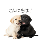 毎日使える！夏のラブラドール＆黒ラブ（個別スタンプ：2）