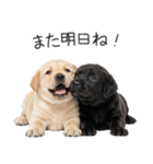 毎日使える！夏のラブラドール＆黒ラブ（個別スタンプ：4）